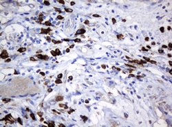 SRPRB Mouse anti-Human, Clone: OTI2D7, lyophilized, TrueMAB 100 &mu;g;