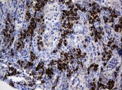 SRPRB Mouse anti-Human, Clone: OTI2D7, lyophilized, TrueMAB 100 &mu;g;
