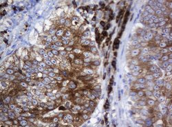 SRPRB Mouse anti-Human, Clone: OTI2D7, lyophilized, TrueMAB 100 &mu;g;