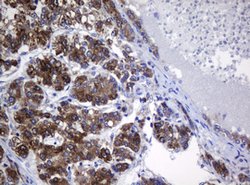 SRPRB Mouse anti-Human, Clone: OTI2D7, lyophilized, TrueMAB 100 &mu;g;