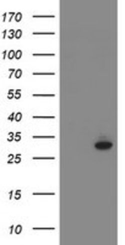 SRPRB Mouse anti-Human, Clone: OTI1D9, lyophilized, TrueMAB 100 &mu;g | Buy Online | Origene Technologies | Fisher Scientific