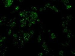 SRR Monoclonal Antibody (OTI9E8), TrueMAB , OriGene 30 &mu;L | Buy Online | OriGene | Fisher Scientific