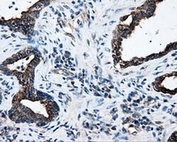 SRR Monoclonal Antibody (OTI1D7), TrueMAB , OriGene 100 &mu;L; Unconjugated:Antibodies,