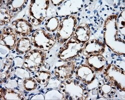 SRR Mouse anti-Human, Clone: OTI7B6, lyophilized, TrueMAB 100 &mu;g; Unconjugated:Antibodies,