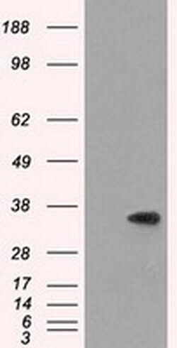 SRR Monoclonal Antibody (OTI1D7), TrueMAB , OriGene 100 &mu;L; Unconjugated:Antibodies,