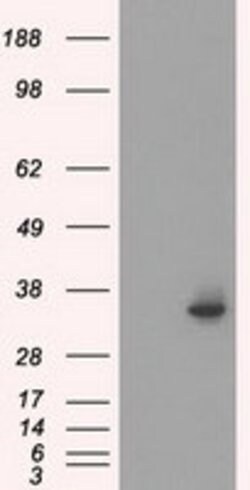 SRR Mouse anti-Human, Clone: OTI7B6, lyophilized, TrueMAB 100 &mu;g; Unconjugated:Antibodies,