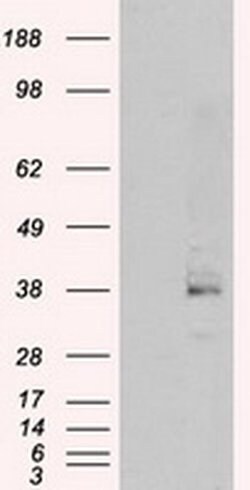 SRR Monoclonal Antibody (OTI9E8), TrueMAB , OriGene 30 &mu;L | Buy Online | OriGene | Fisher Scientific
