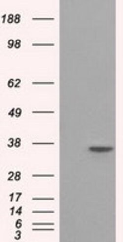SRR Mouse anti-Human, Clone: OTI7G6, lyophilized, TrueMAB 100 &mu;g; Unconjugated:Antibodies,