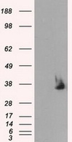 SRR Monoclonal Antibody (OTI7E8), TrueMAB , OriGene 100 &mu;L; Unconjugated:Antibodies,