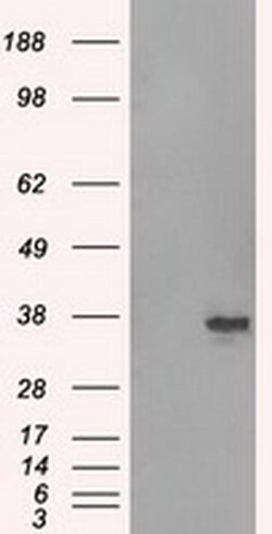 SRR Monoclonal Antibody (OTI3B5), TrueMAB , OriGene 100 &mu;L; Unconjugated:Antibodies,