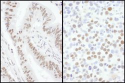 SRSF7 Rabbit anti-Human, Mouse, Polyclonal, Bethyl Laboratories 10 &mu;L;