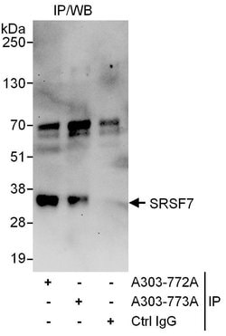 SRSF7 Rabbit anti-Human, Mouse, Polyclonal, Bethyl Laboratories 10 &mu;L;