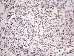 SRSF9 Monoclonal Antibody (OTI7F2), TrueMAB , OriGene 100 &mu;L | Buy Online | Origene Technologies | Fisher Scientific