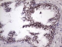 SRSF9 Mouse anti-Human, Clone: OTI5G7, liquid, TrueMAB 100 &mu;L; Unconjugated:Antibodies,