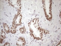 SRSF9 Monoclonal Antibody (OTI5A12), TrueMAB , OriGene 100 &mu;L; Unconjugated:Antibodies,