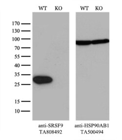 SRSF9 Monoclonal Antibody (OTI5A12), TrueMAB , OriGene 30 &mu;L; Unconjugated:Antibodies,