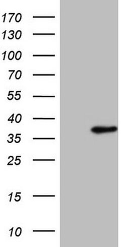 SRSF9 Mouse anti-Human, Clone: OTI5G7, liquid, TrueMAB 100 &mu;L; Unconjugated:Antibodies,
