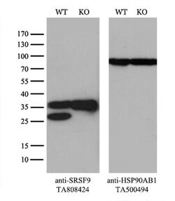 SRSF9 Mouse anti-Human, Clone: OTI5G7, liquid, TrueMAB 100 &mu;L; Unconjugated:Antibodies,