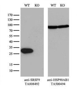 SRSF9 Monoclonal Antibody (OTI5A12), TrueMAB , OriGene 100 &mu;L; Unconjugated:Antibodies,