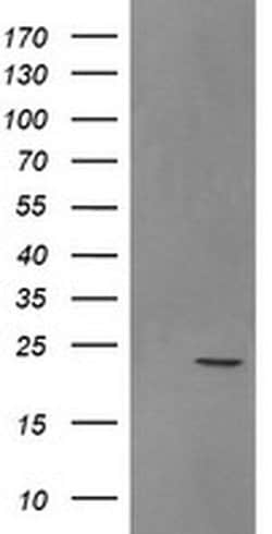 SRY Monoclonal Antibody (OTI2C7), TrueMAB , OriGene 100 &mu;L; Unconjugated:Antibodies,