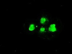 SSB Mouse anti-Canine, Human, Clone: OTI3F11, liquid, TrueMAB 100 &mu;L;