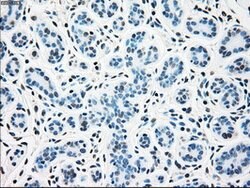 SSB Mouse anti-Canine, Human, Clone: OTI3H9, lyophilized, TrueMAB 100 &mu;g;