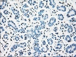 SSB Mouse anti-Canine, Human, Clone: OTI3H9, liquid, TrueMAB 100 &mu;L;