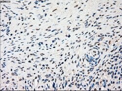 SSB Mouse anti-Canine, Human, Clone: OTI3H9, lyophilized, TrueMAB 100 &mu;g;