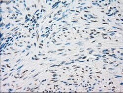 SSB Mouse anti-Canine, Human, Clone: OTI3H9, lyophilized, TrueMAB 100 &mu;g;