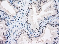 SSB Mouse anti-Canine, Human, Clone: OTI3H9, lyophilized, TrueMAB 100 &mu;g;