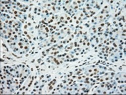 SSB Mouse anti-Canine, Human, Clone: OTI2C8, lyophilized, TrueMAB 100 &mu;g | Buy Online | Origene Technologies | Fisher Scientific