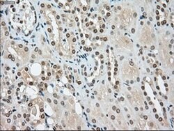 SSB Mouse anti-Canine, Human, Clone: OTI2C8, TrueMAB , Origene 30 &mu;L;