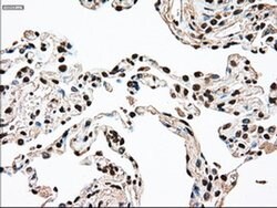 SSB Mouse anti-Canine, Human, Clone: OTI2C8, TrueMAB , Origene 30 &mu;L;