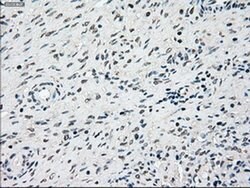 SSB Mouse anti-Canine, Human, Clone: OTI3F11, liquid, TrueMAB 100 &mu;L;