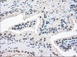 SSB Mouse anti-Canine, Human, Clone: OTI3F11, liquid, TrueMAB 100 &mu;L;