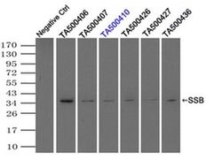 SSB Mouse anti-Canine, Human, Clone: OTI3H9, liquid, TrueMAB 100 &mu;L;