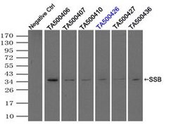 SSB Mouse anti-Canine, Human, Clone: OTI2C8, lyophilized, TrueMAB 100 &mu;g | Buy Online | Origene Technologies | Fisher Scientific