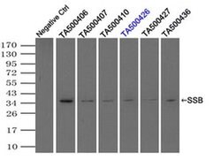 SSB Mouse anti-Canine, Human, Clone: OTI2C8, TrueMAB , Origene 30 &mu;L;