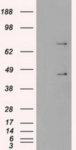 SSB Mouse anti-Canine, Human, Clone: OTI3H9, liquid, TrueMAB 100 &mu;L;