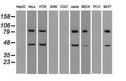 SSB Mouse anti-Canine, Human, Clone: OTI3H9, lyophilized, TrueMAB 100 &mu;g;