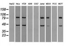 SSB Mouse anti-Canine, Human, Clone: OTI3H9, liquid, TrueMAB 100 &mu;L;