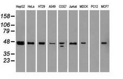 SSB Mouse anti-Canine, Human, Clone: OTI2C8, lyophilized, TrueMAB 100 &mu;g | Buy Online | Origene Technologies | Fisher Scientific