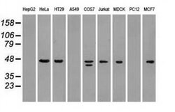 SSB Mouse anti-Canine, Human, Clone: OTI3F11, liquid, TrueMAB 100 &mu;L;