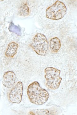 SSB1 Polyclonal Antibody, Bethyl Laboratories:Antibodies:Primary Antibodies