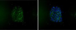 Invitrogen SSEA1 Monoclonal Antibody (MC-480) 100 &mu;g; Unconjugated:Antibodies,