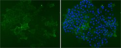 Invitrogen SSEA1 Monoclonal Antibody (MC-480) 100 &mu;g; Unconjugated:Antibodies,