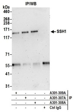 SSH1 Rabbit anti-Human, Polyclonal, Bethyl Laboratories 100 &mu;L; Unconjugated:Antibodies,