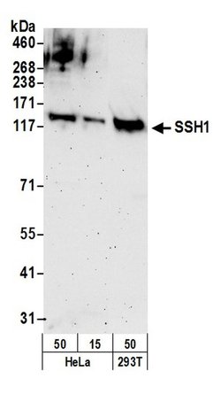 SSH1 Polyclonal Antibody, Bethyl Laboratories:Antibodies:Primary Antibodies