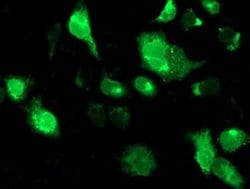 SSR1 Monoclonal Antibody (OTI4C7), TrueMAB , OriGene 30 &mu;L; Unconjugated:Antibodies,
