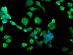 SSR1 Monoclonal Antibody (OTI4C7), TrueMAB , OriGene 30 &mu;L; Unconjugated:Antibodies,